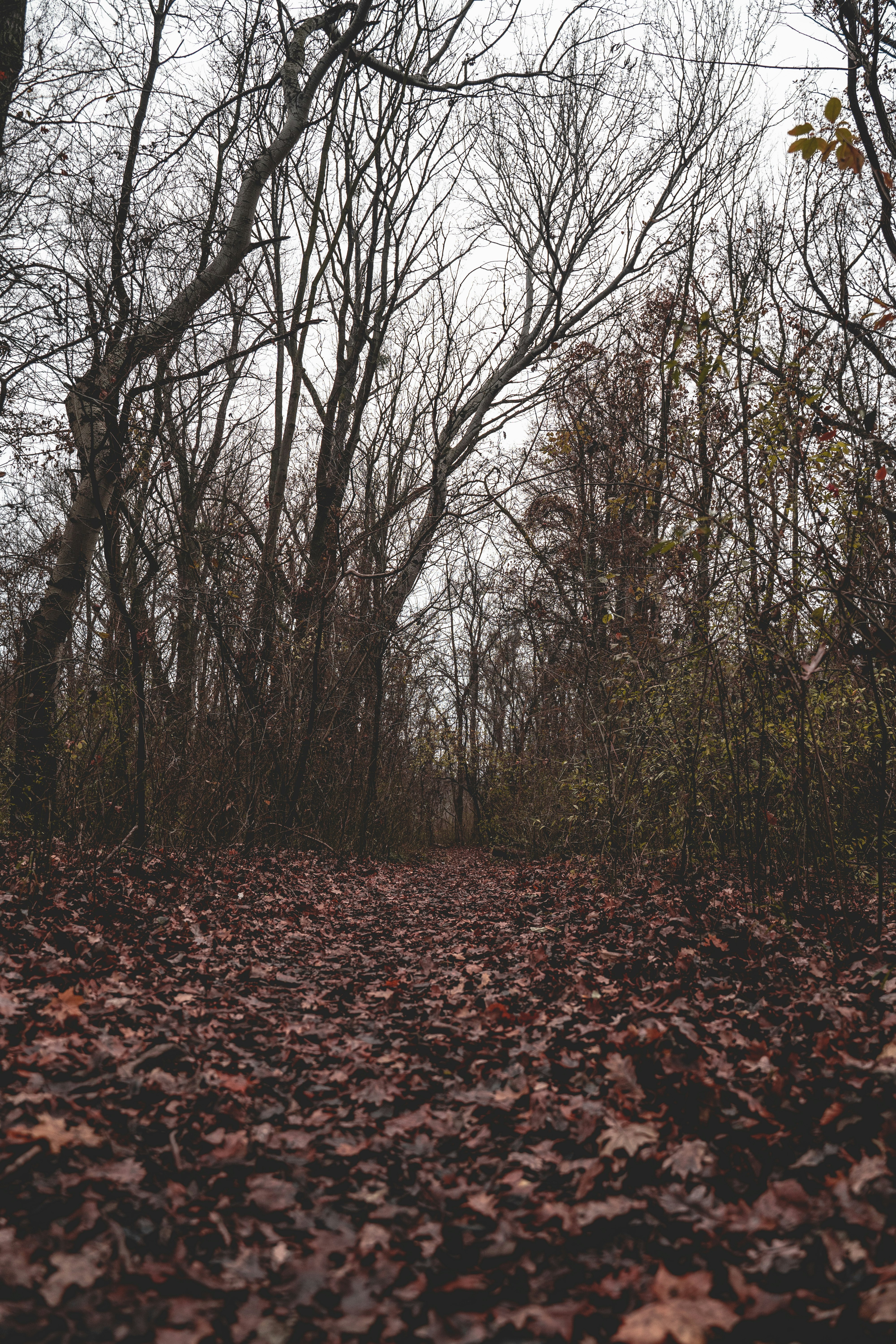 brown dried leaves on ground